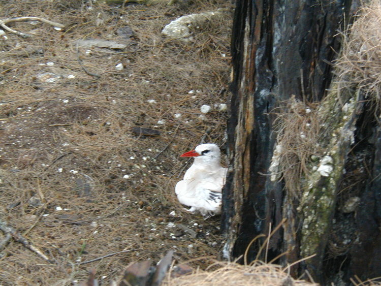 midway-bird-redtail.JPG