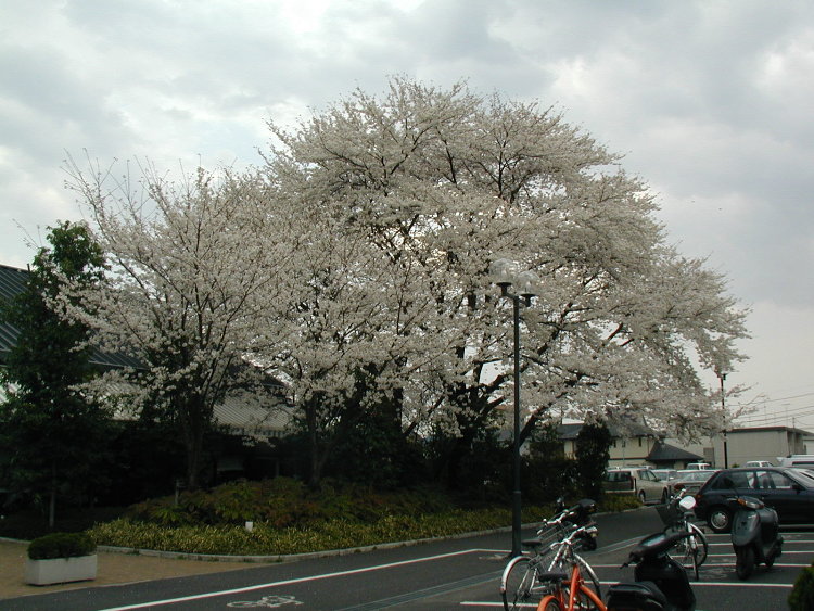 yokota-cherry-blossoms-1.JPG