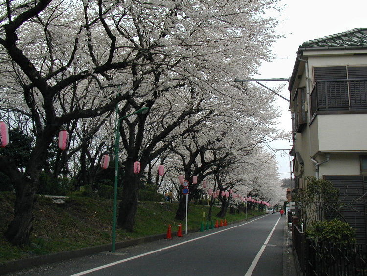 yokota-cherry-blossoms-2.JPG