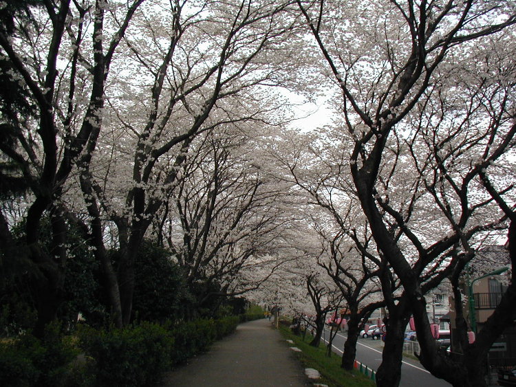 yokota-cherry-blossoms-3.JPG